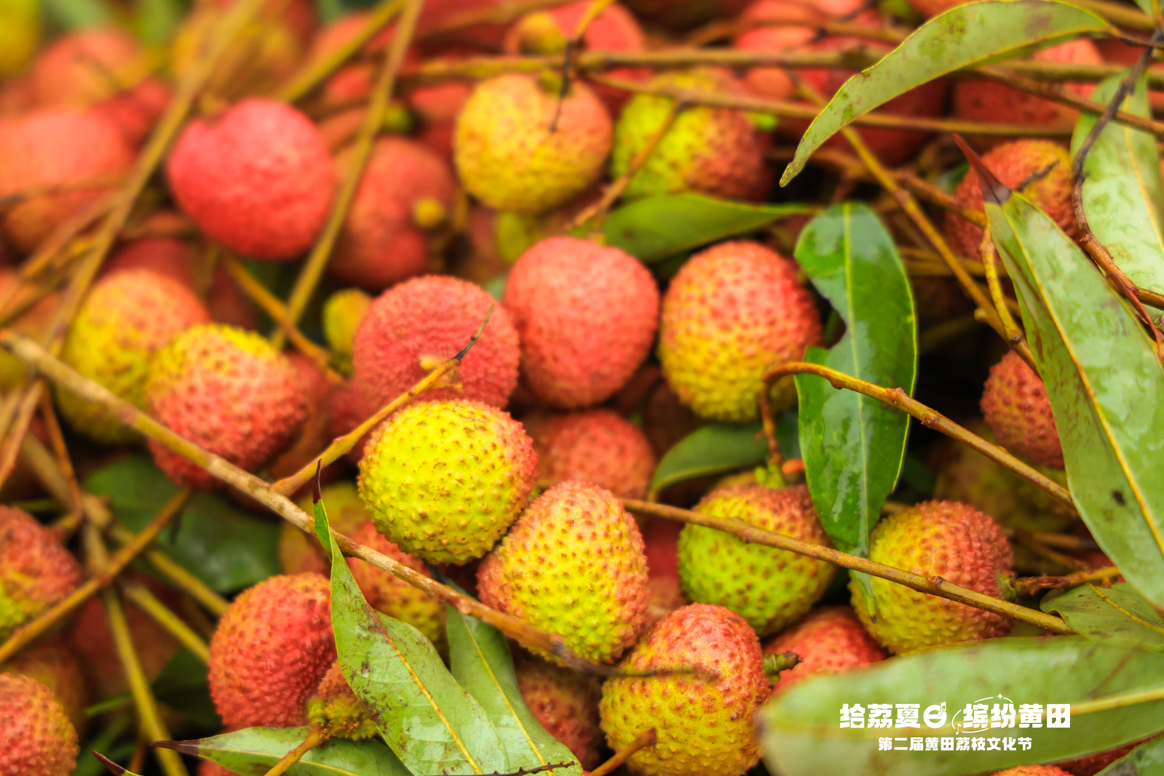 Huangtian Lychee