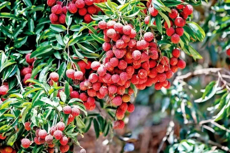 Huangtian Lychee